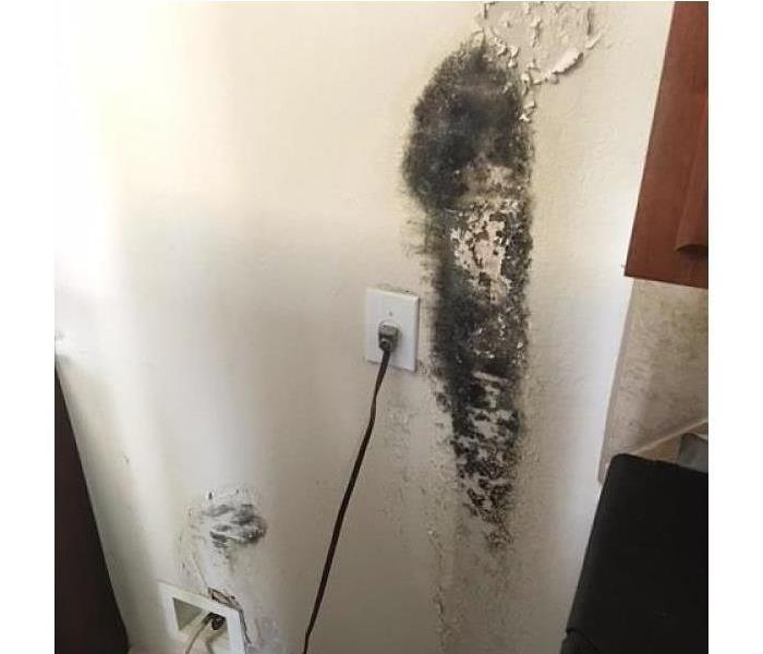 Black mold growth beside electrical outlet
