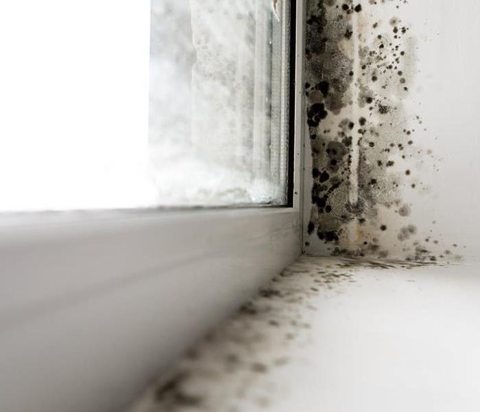 mold window seal